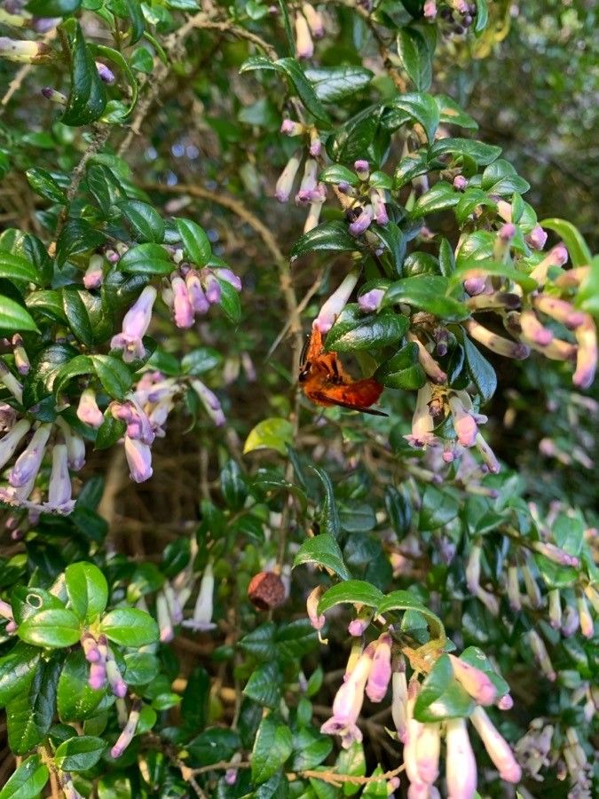 Rhaphithamnus spinosus flower