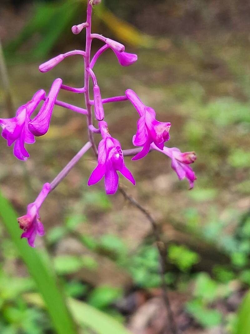 Anthogonium gracile — search result for 'Laos'