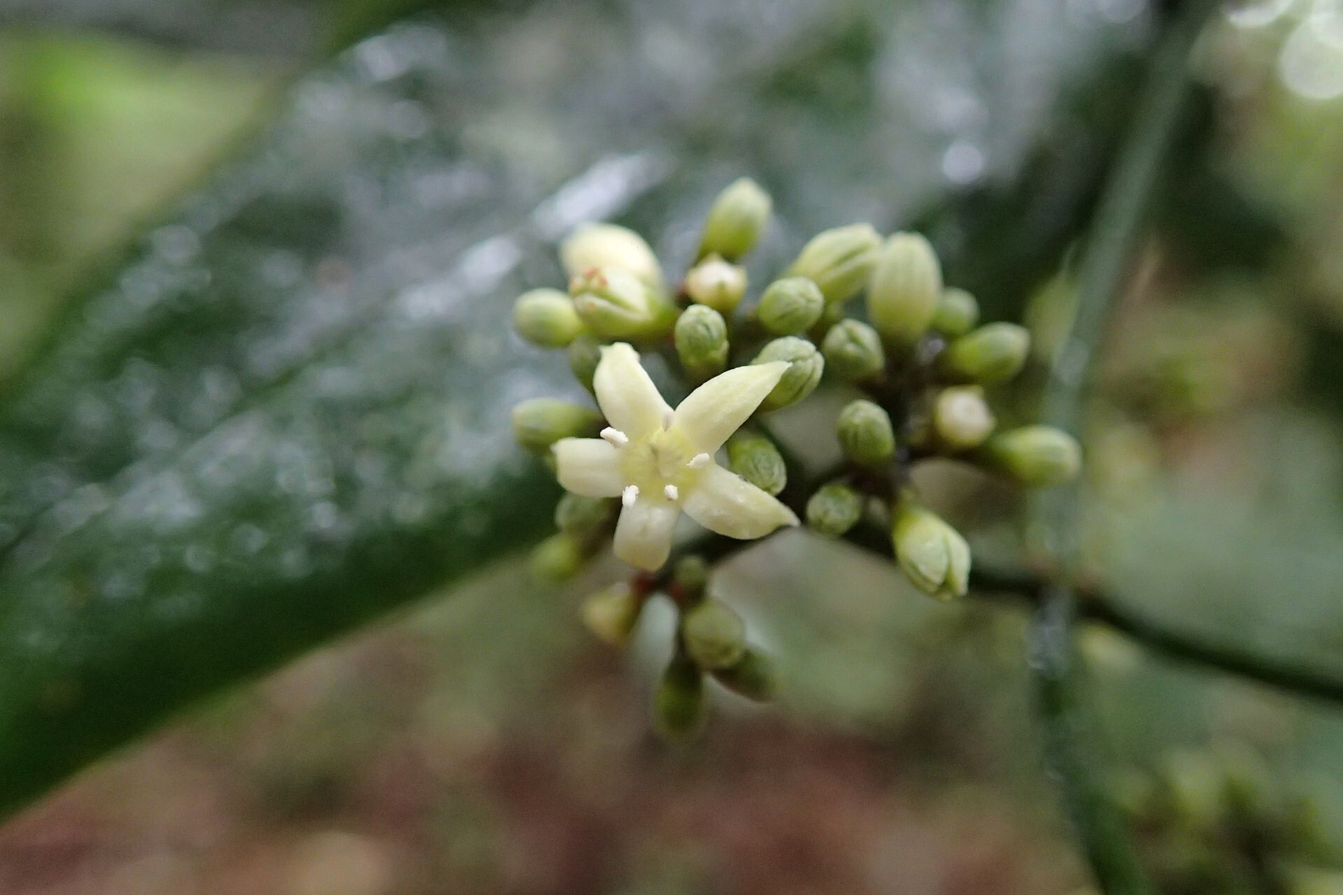 Psychotria wagapensis flower