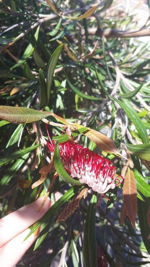 Grevillea longifolia flower