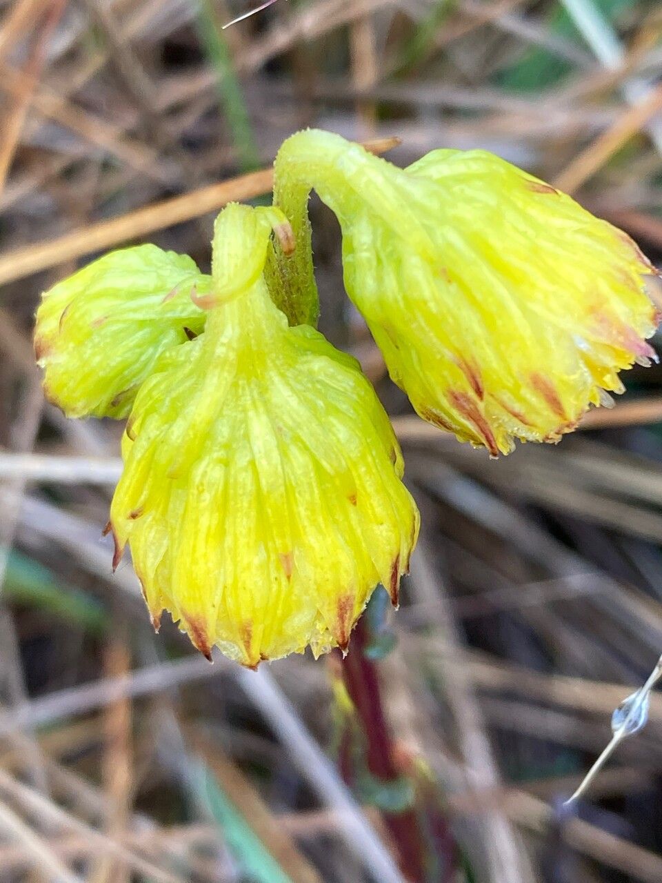 Senecio chionogeton flower