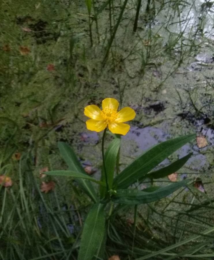 Ranunculus lingua flower