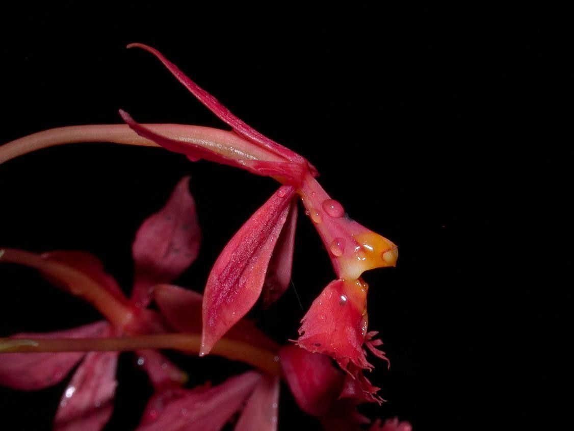 Epidendrum baumannianum fruit