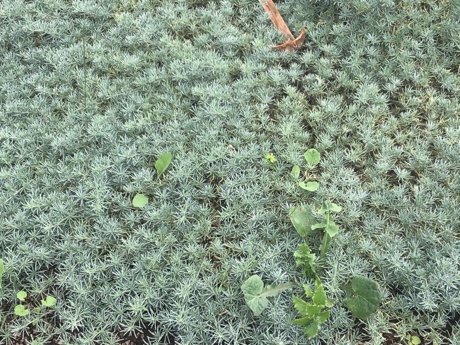 Helichrysum gossypinum — search result for 'Helichrysum'