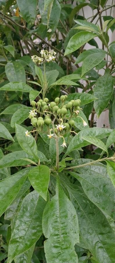 Solanum umbellatum fruit