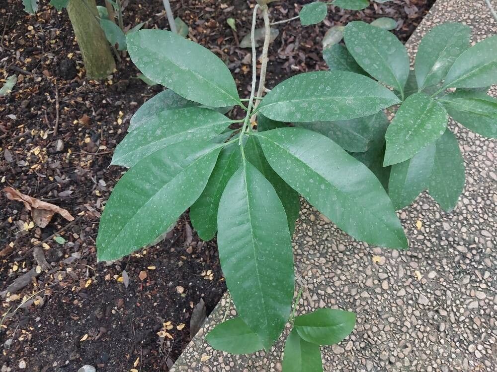 Aspidosperma cylindrocarpon leaf