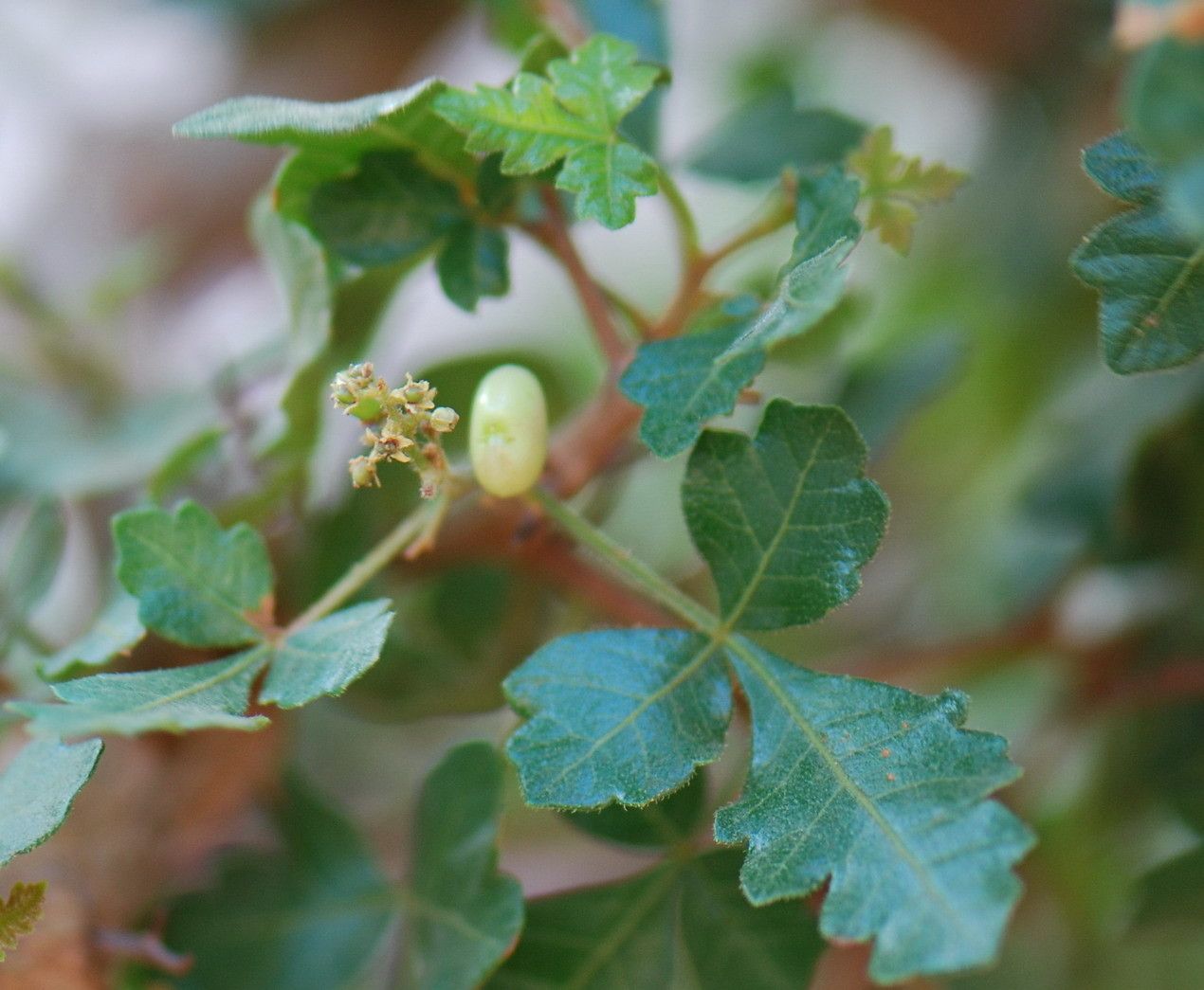 Rhus tripartita — search result for 'Rhus'