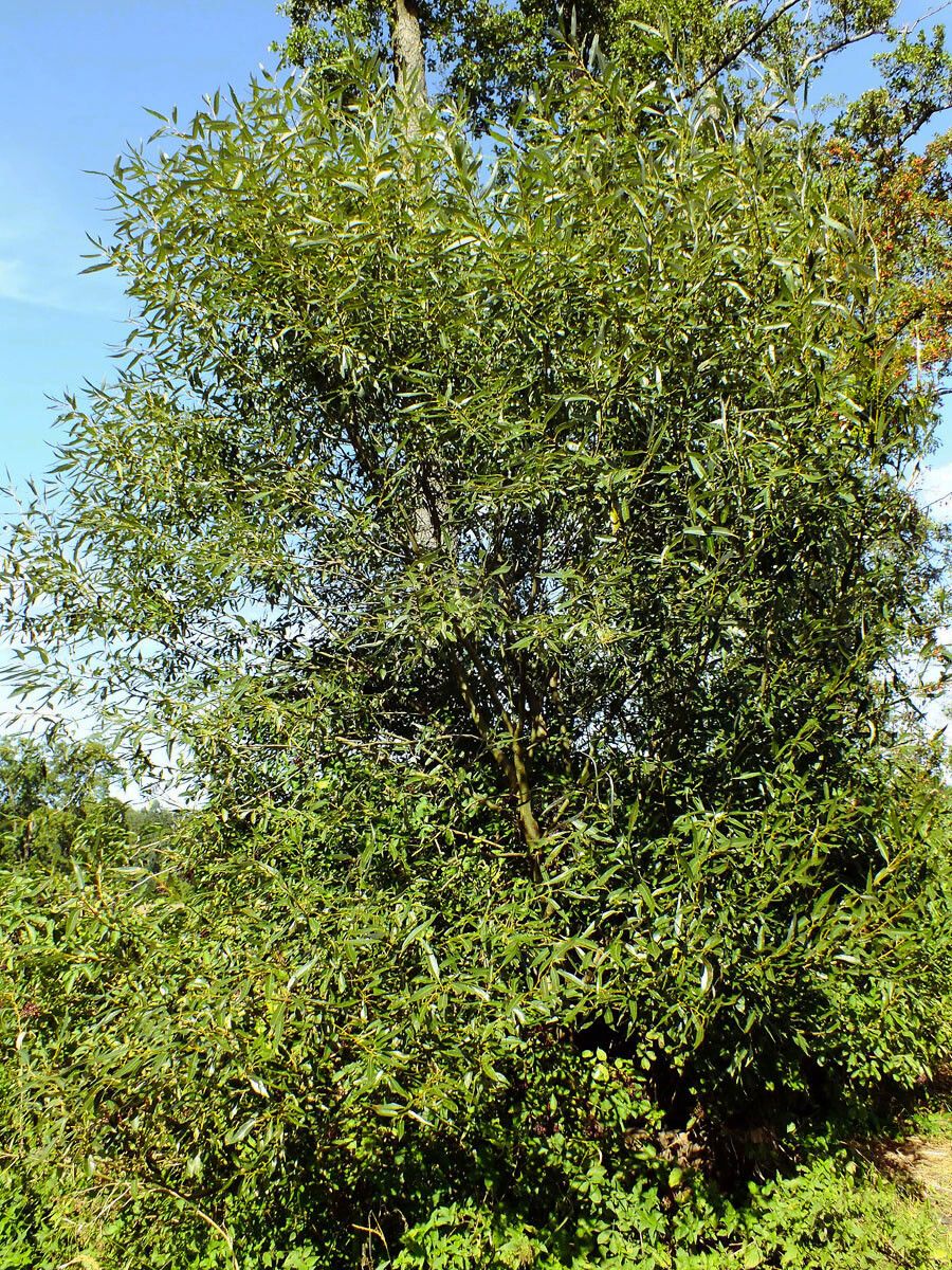 Salix lucida habit
