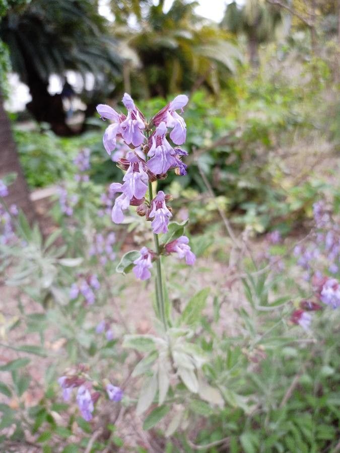 Salvia cadmica flower