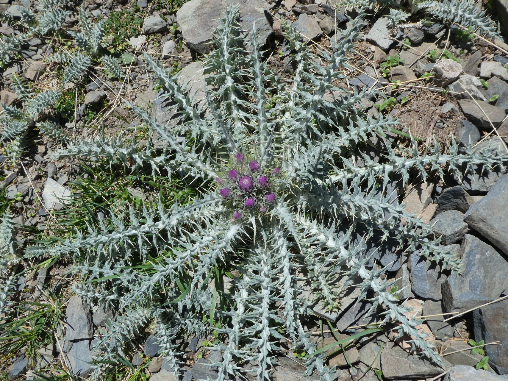 Carduus carlinoides — search result for 'Carduus'