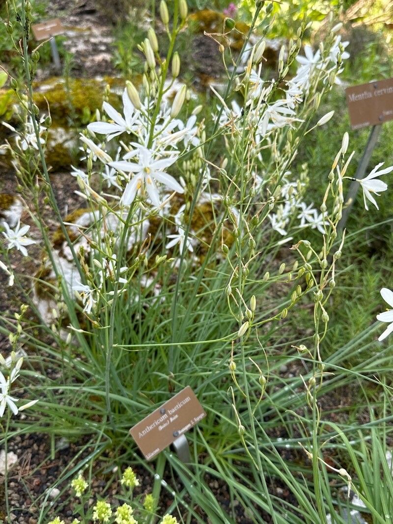 Anthericum baeticum habit