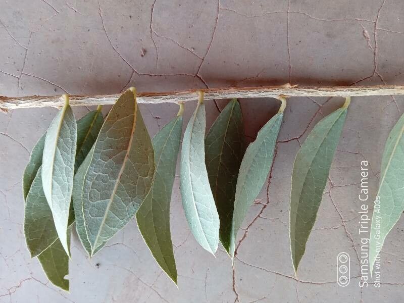 Boscia mossambicensis leaf