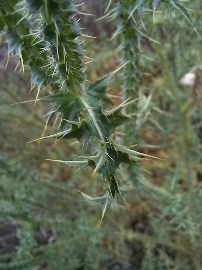 Carduus acanthoides leaf
