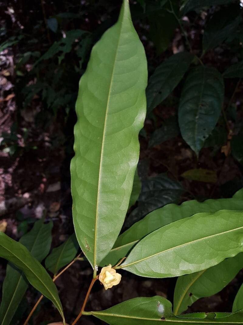 Duguetia confusa — houseplant care guide