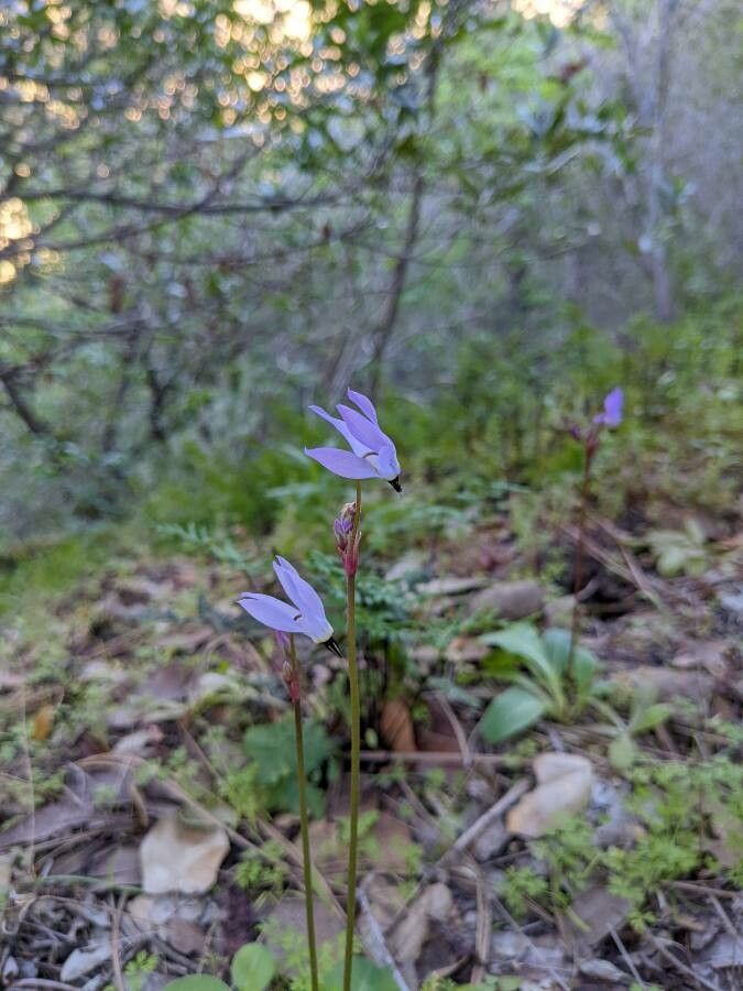 Dodecatheon meadia flower