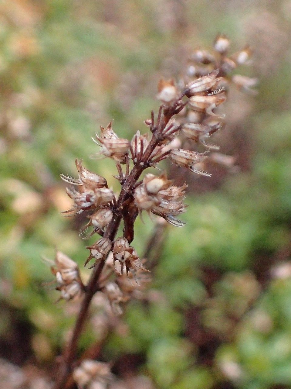 Thymus × citriodorus fruit