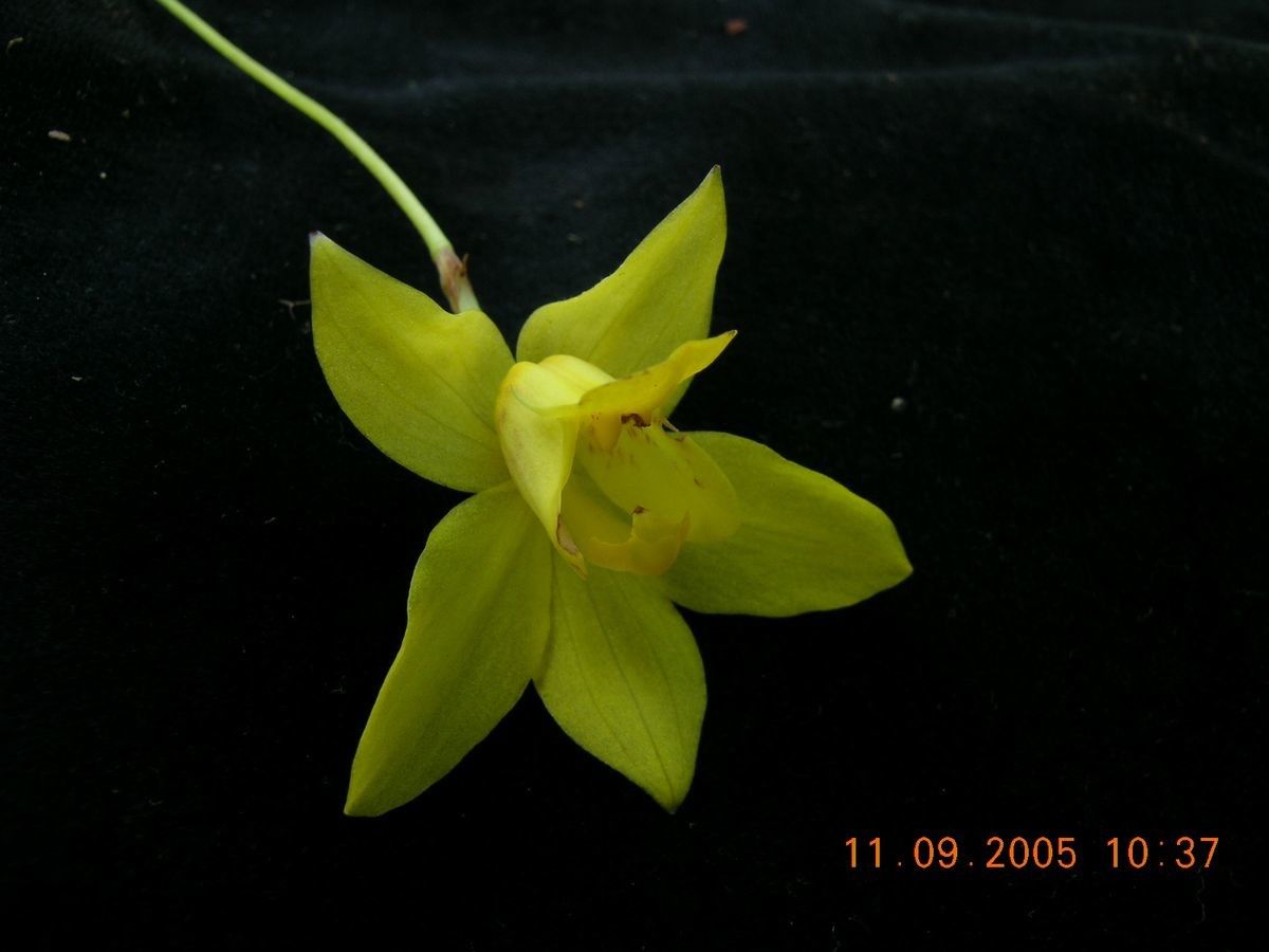 Spathoglottis ixioides flower