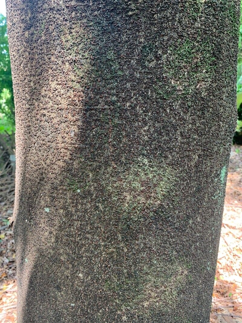 Barnebydendron riedelii — houseplant care guide