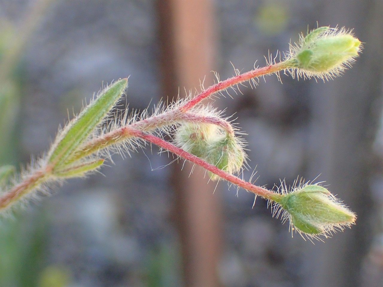 Tuberaria guttata fruit