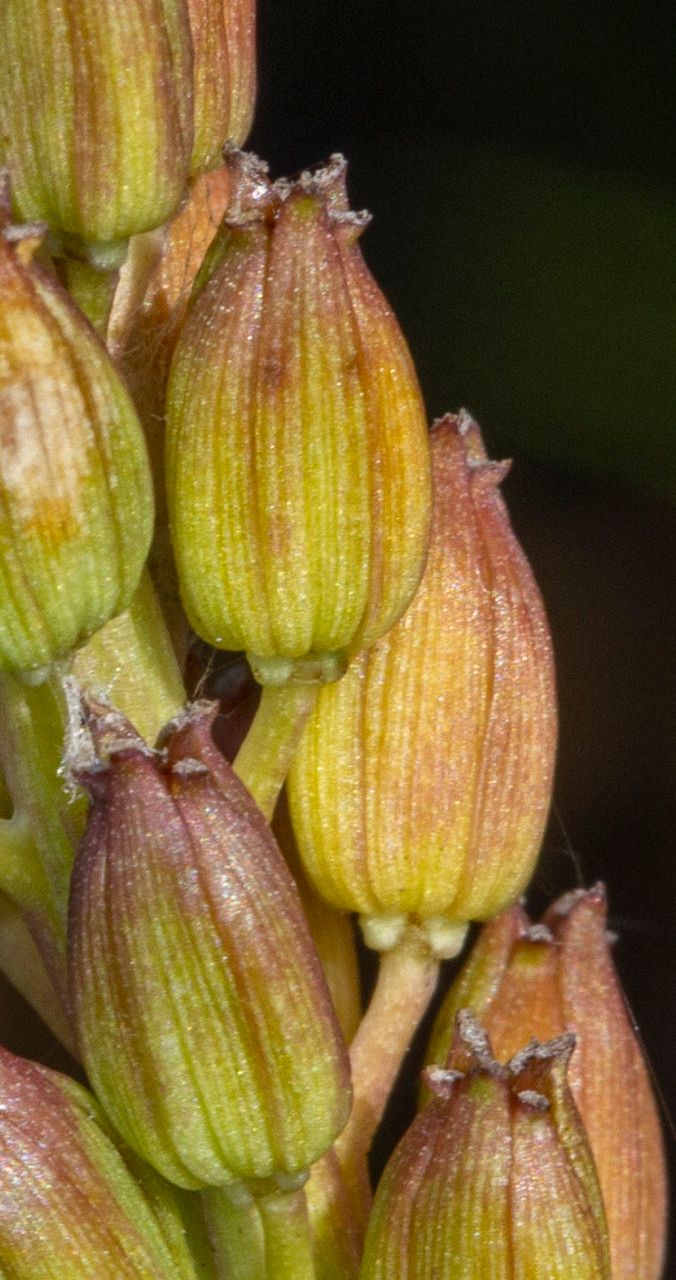 Triglochin maritimum fruit