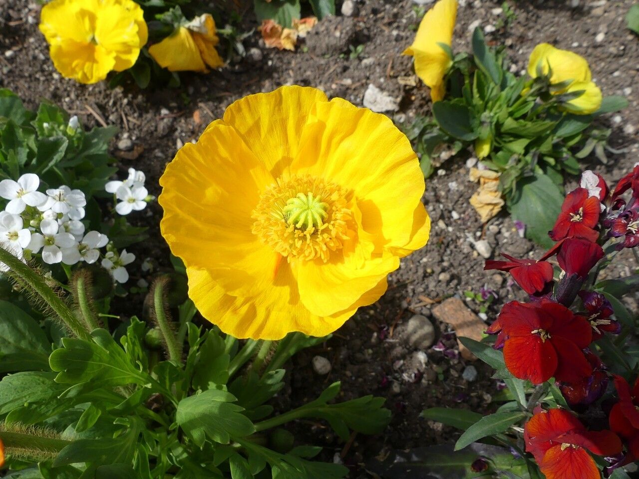 Papaver cambricum flower