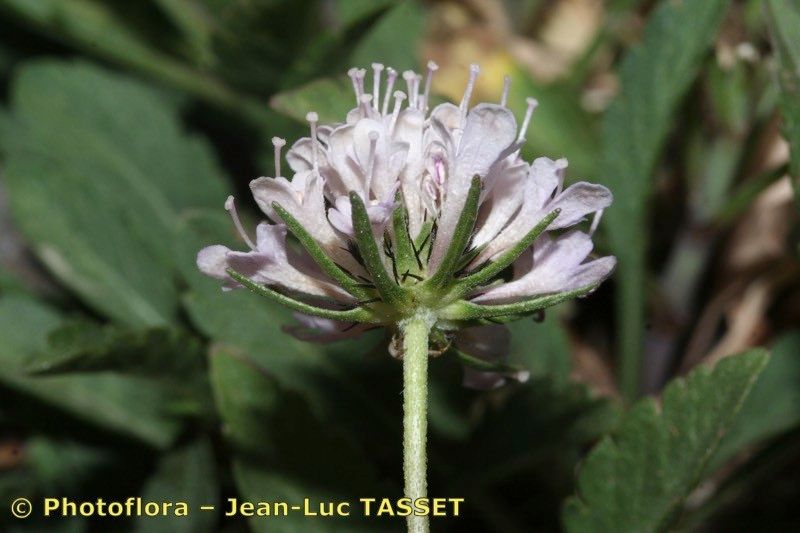 Scabiosa corsica flower
