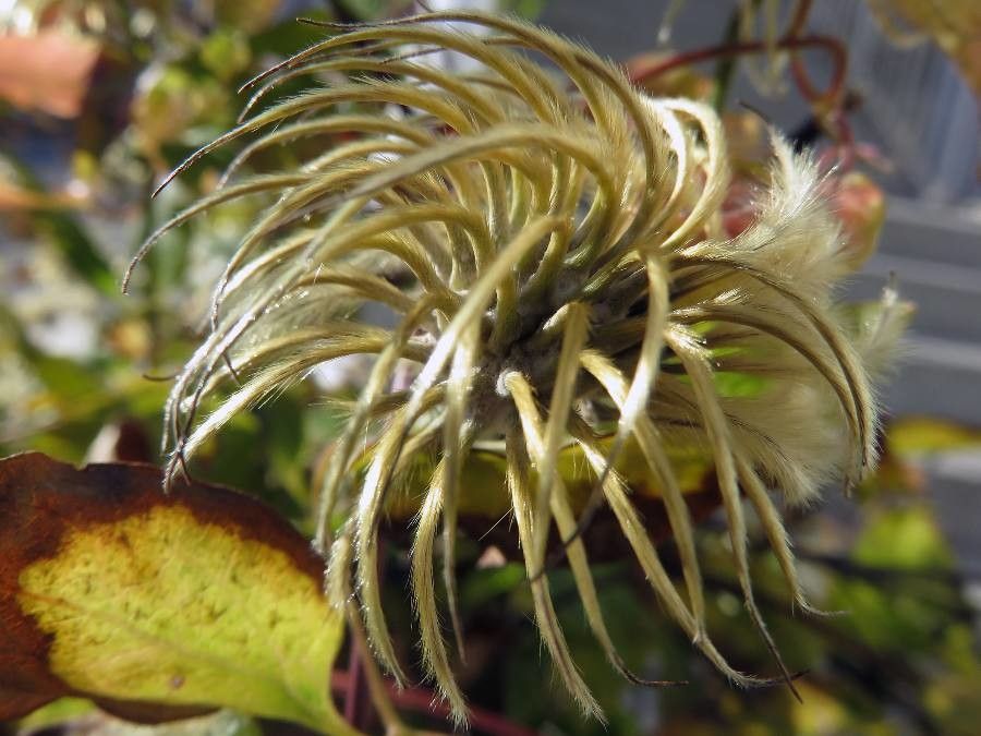 Clematis tangutica fruit