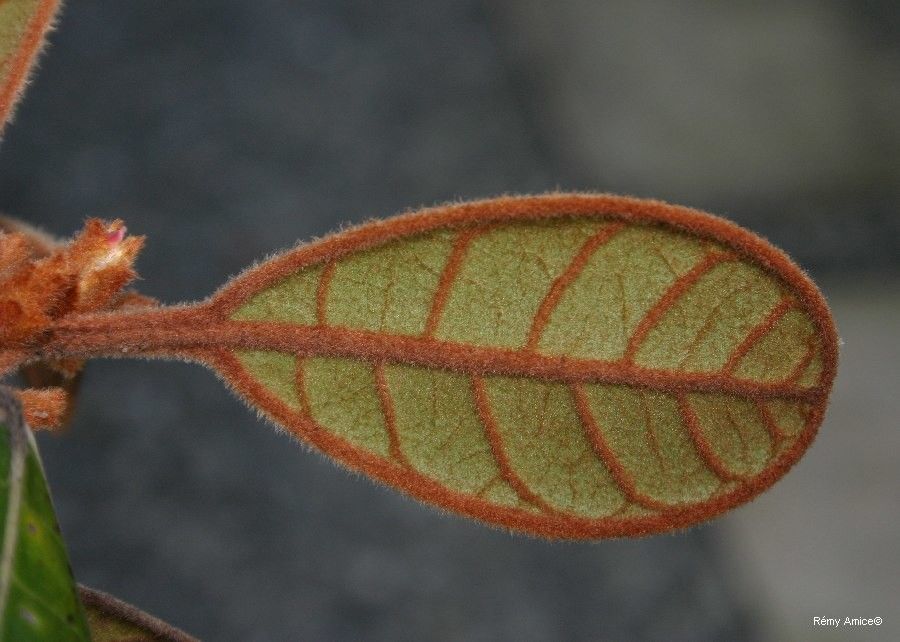 Planchonella crassinervia leaf