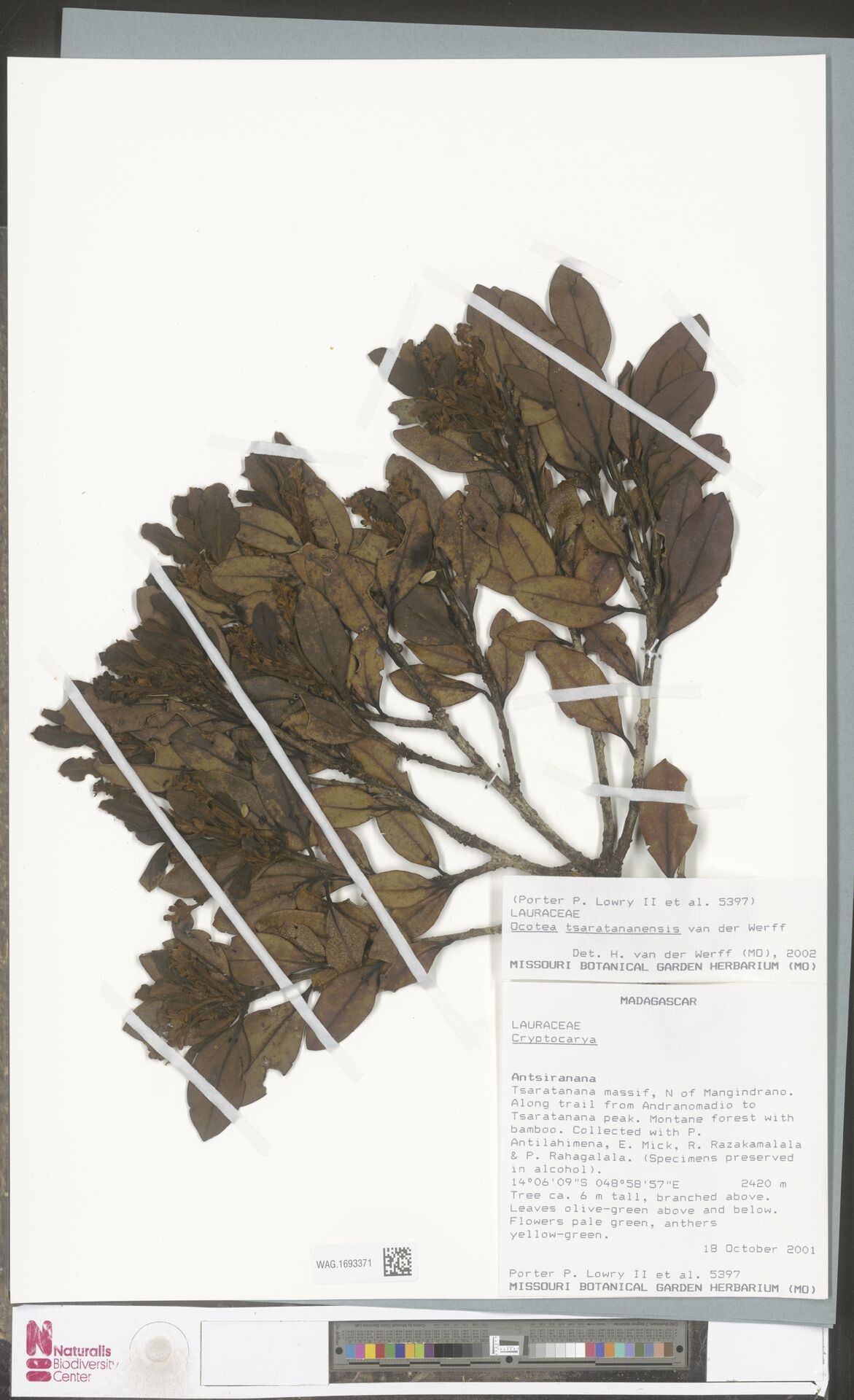 Ocotea tsaratananensis — houseplant care guide