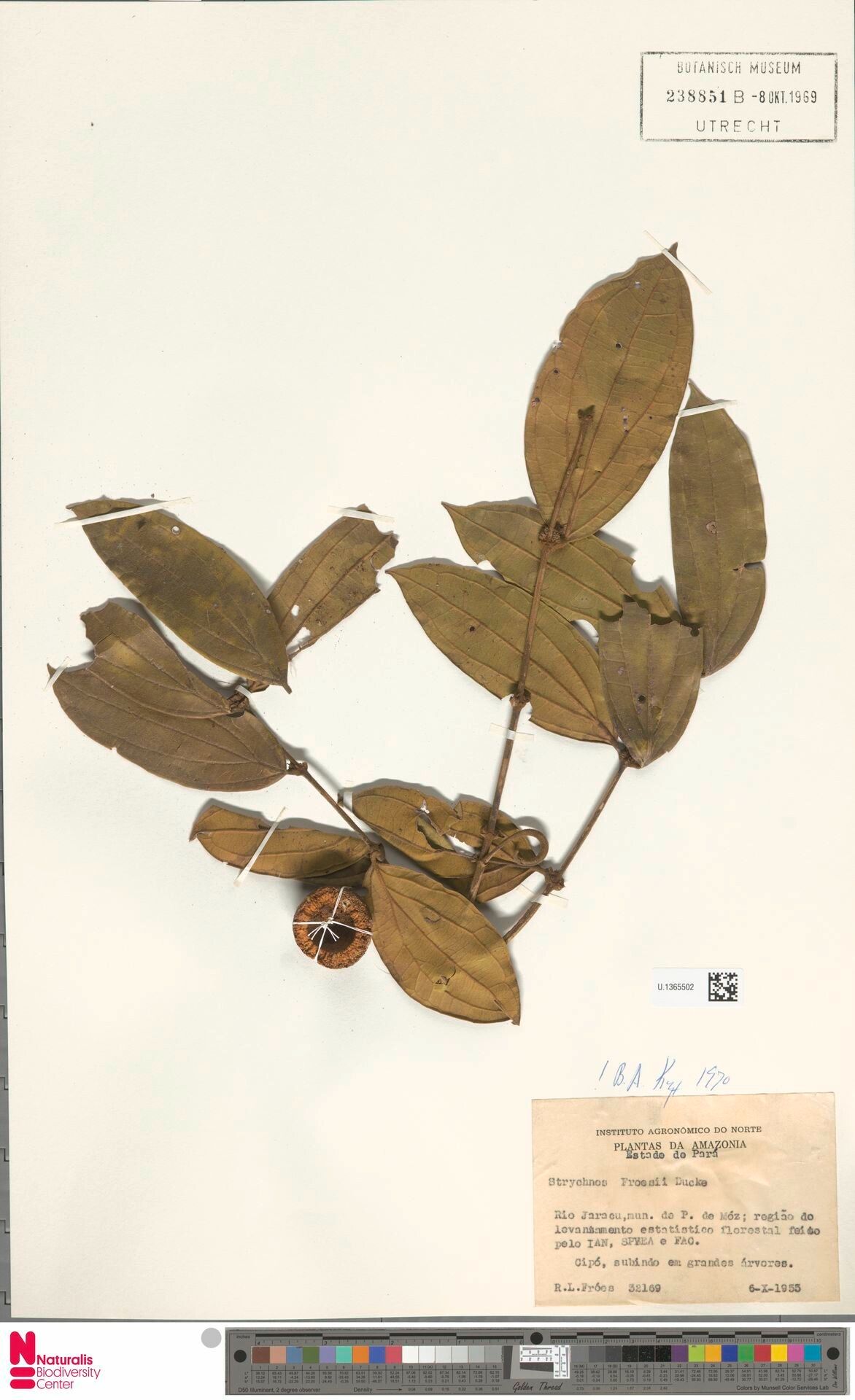 Strychnos froesii fruit