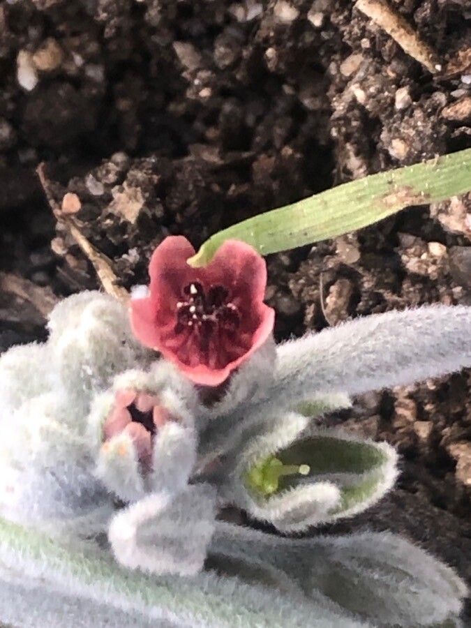 Pardoglossum cheirifolium flower
