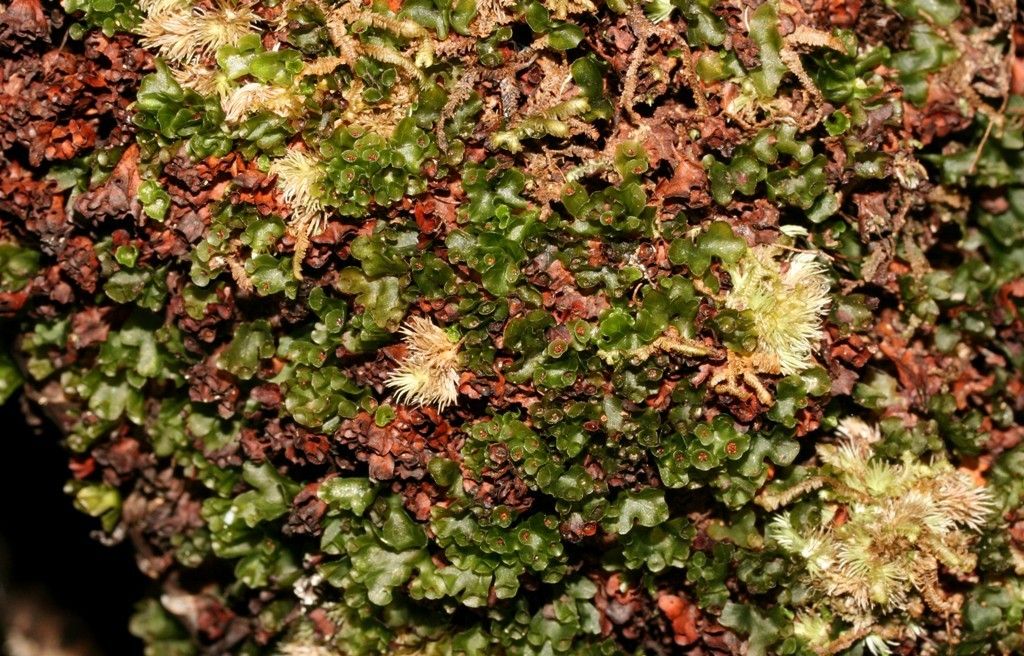 Hymenophyllum francii habit