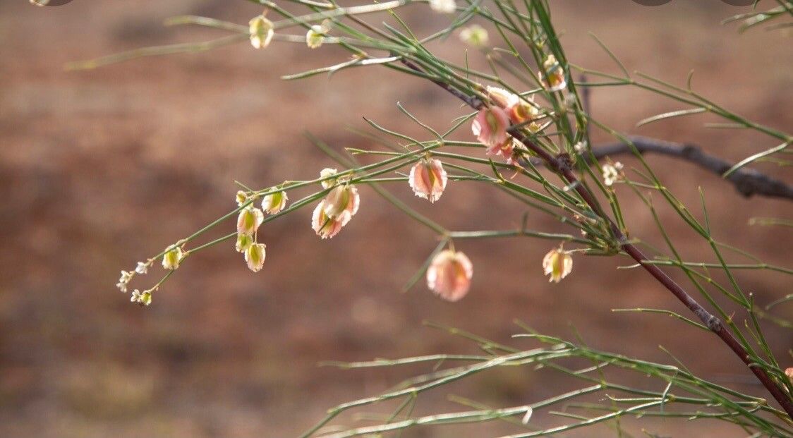 Calligonum polygonoides flower