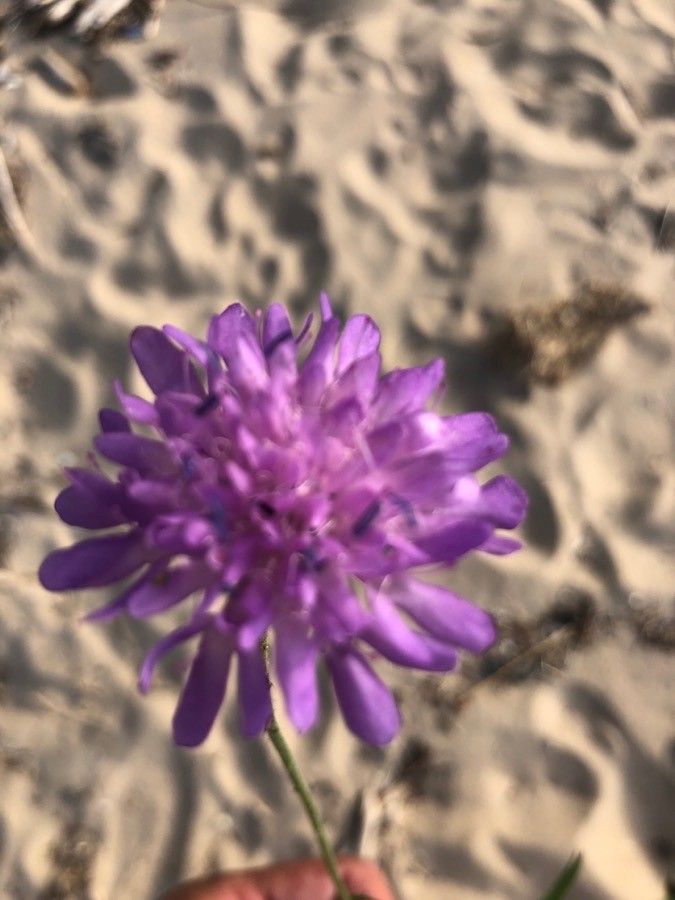 Knautia collina flower