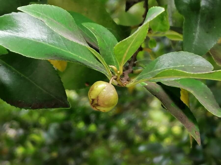 Visnea mocanera fruit