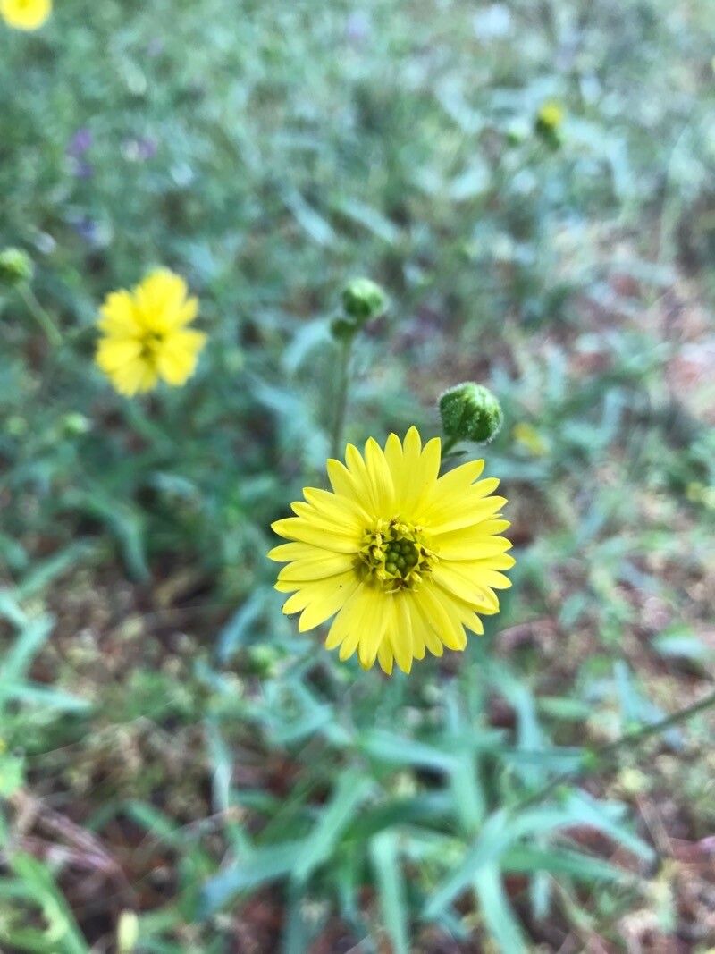Anisocarpus madioides flower