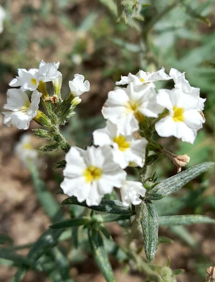 Heliotropium mendocinum flower