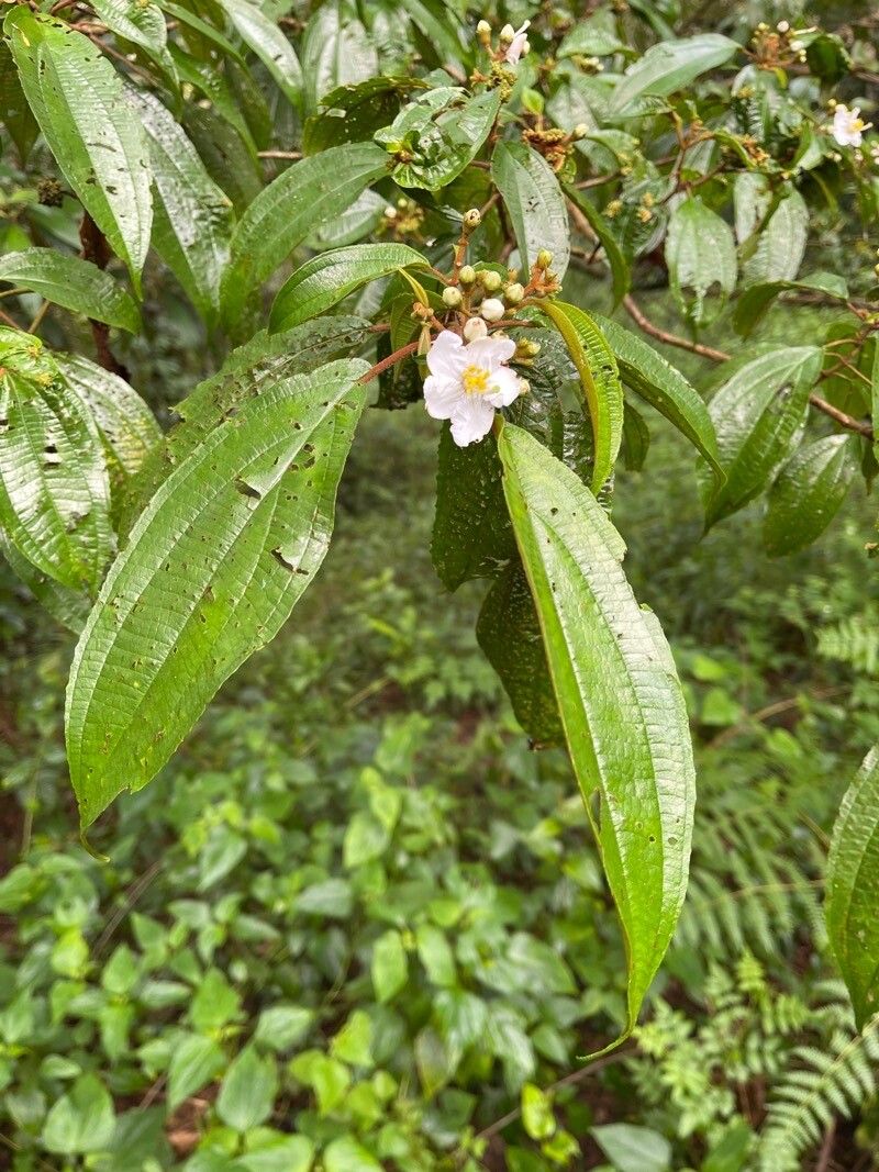 Miconia schlimii — houseplant care guide