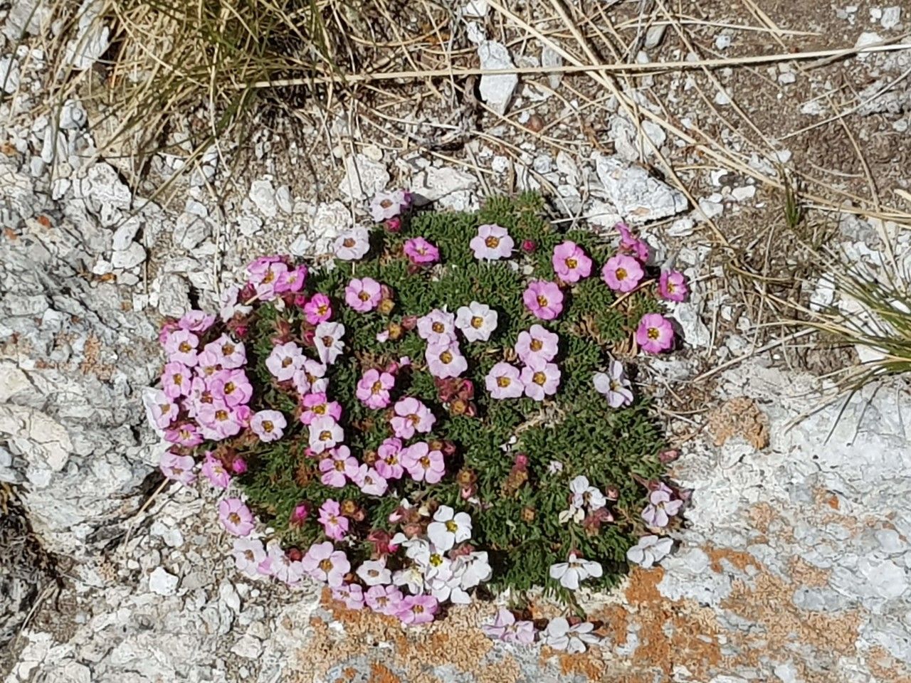 Androsace alpina flower