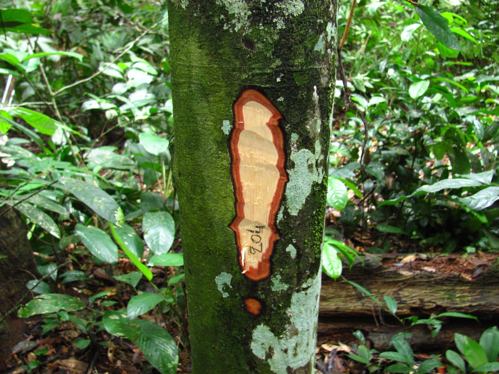 Diospyros cinnabarina — houseplant care guide