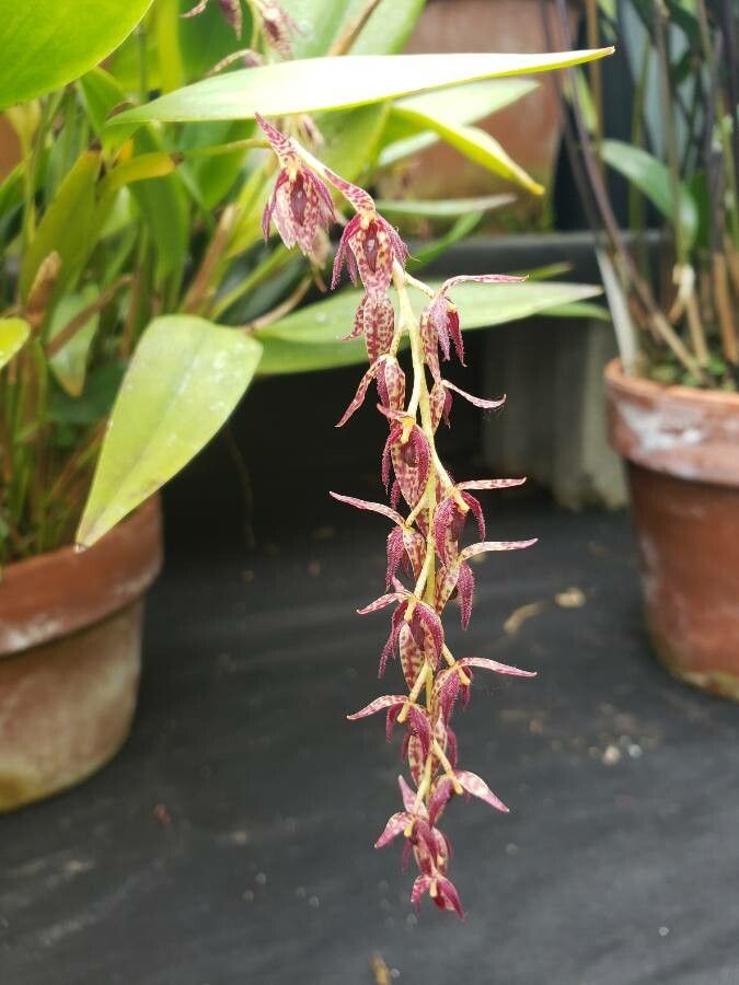 Pleurothallis pedunculata flower