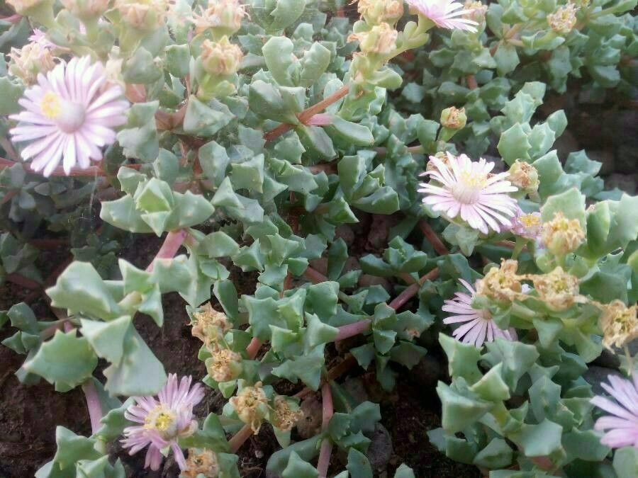 Oscularia deltoides flower