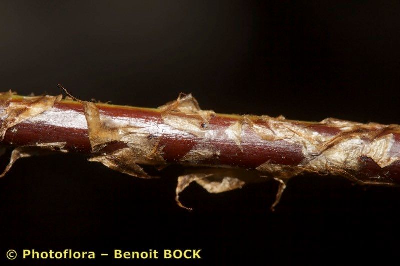 Dryopteris guanchica bark