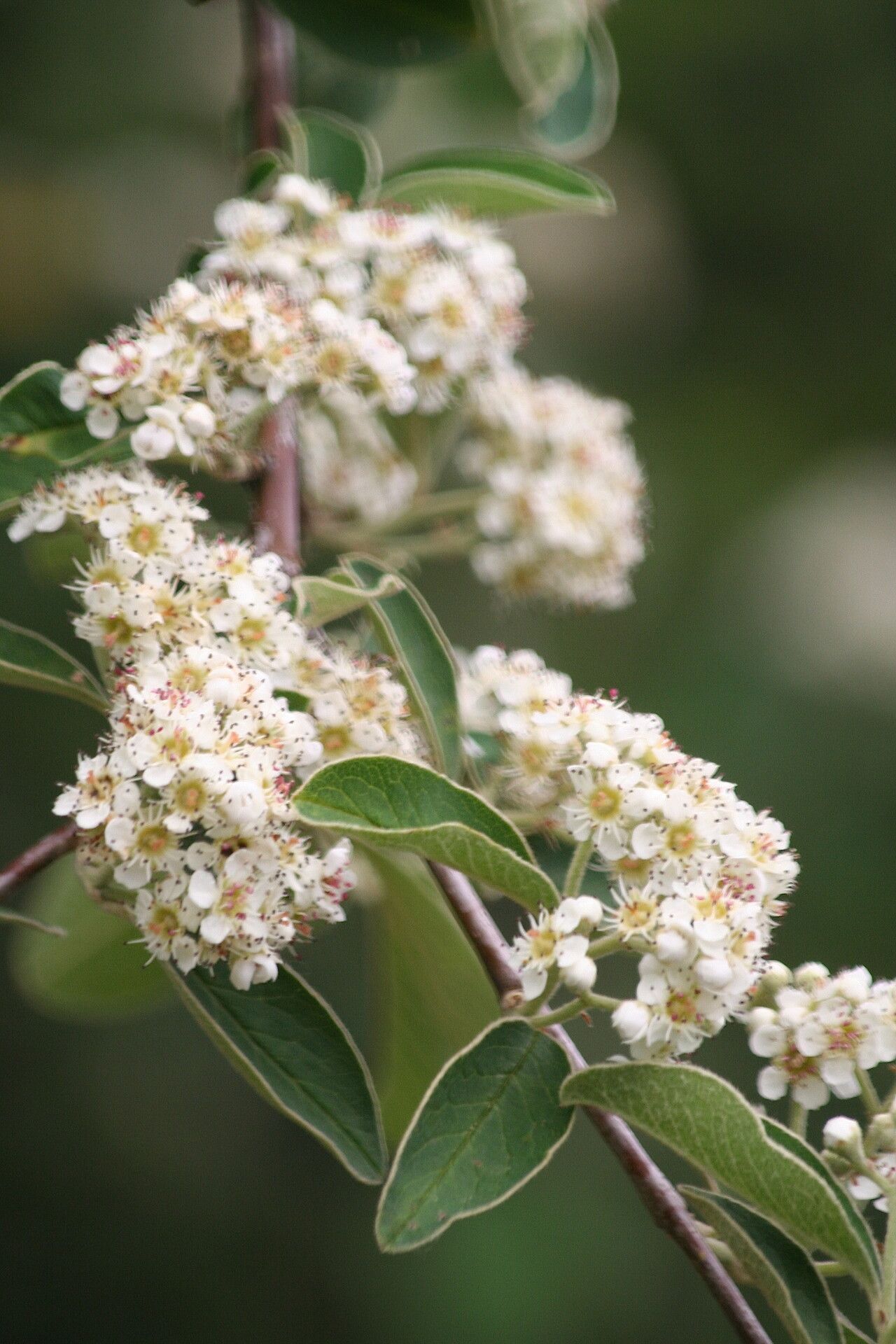 Cotoneaster racemiflorus — houseplant care guide