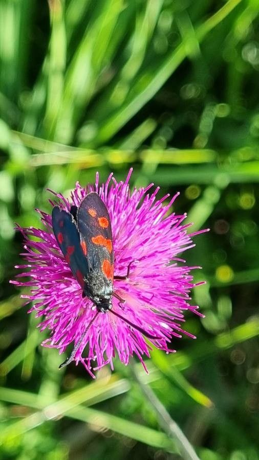 Cirsium pannonicum flower
