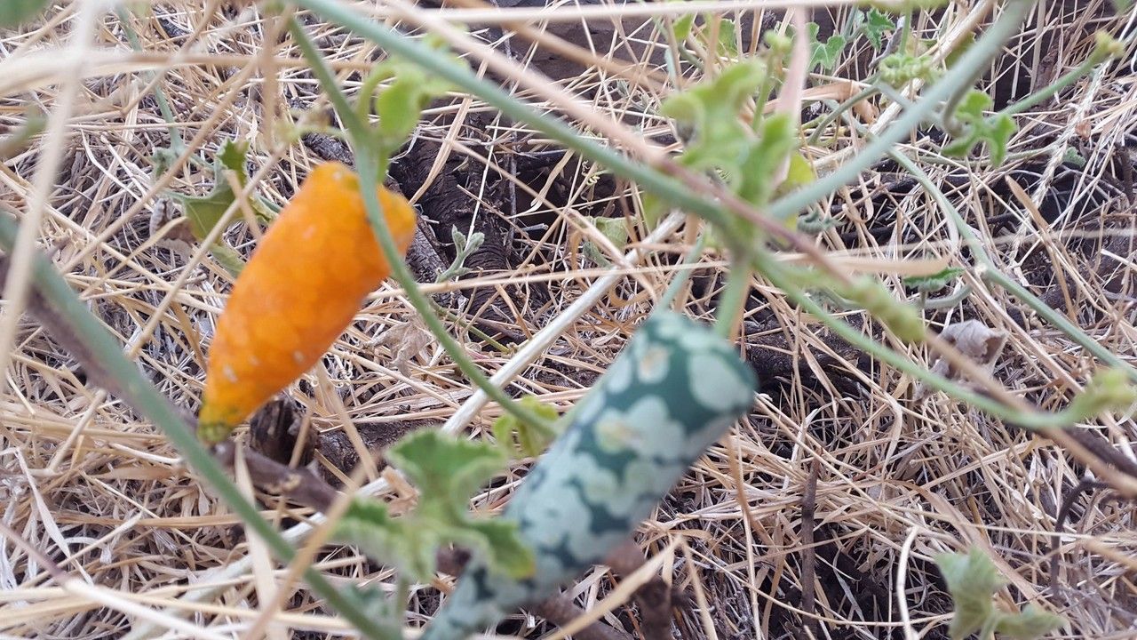 Kedrostis leloja habit