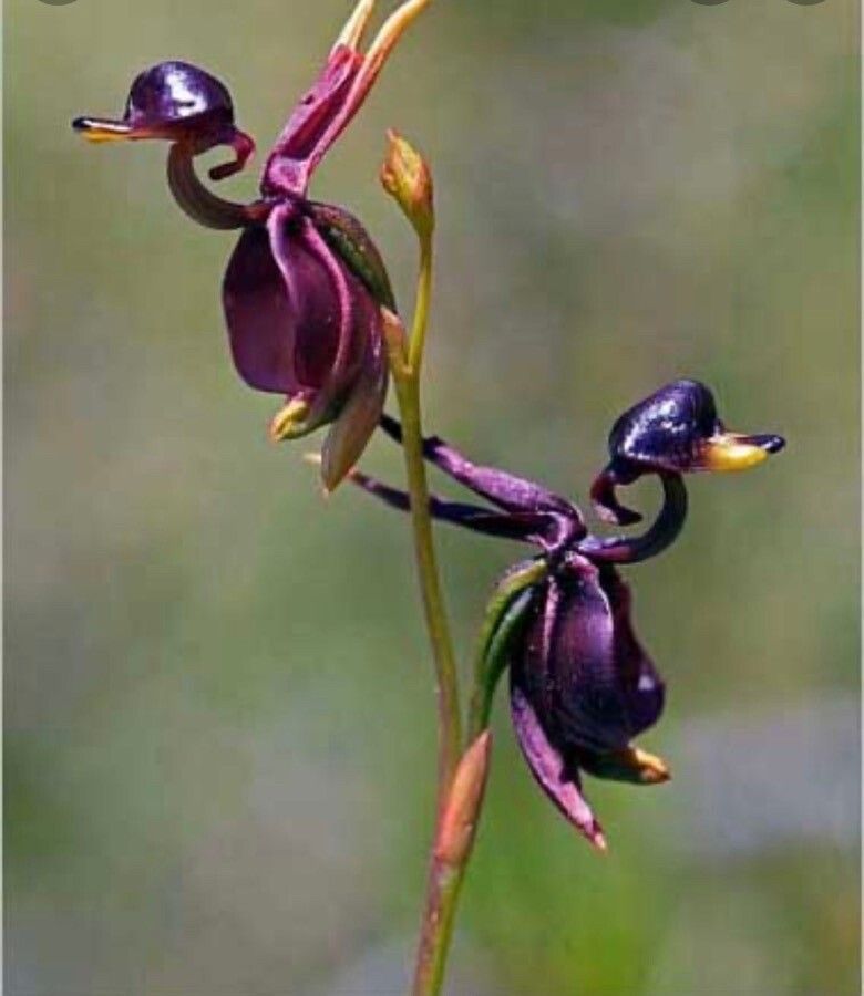 Caleana major flower