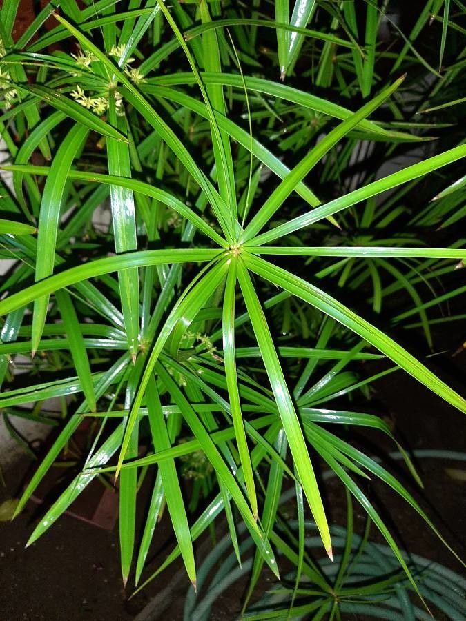Cyperus involucratus leaf