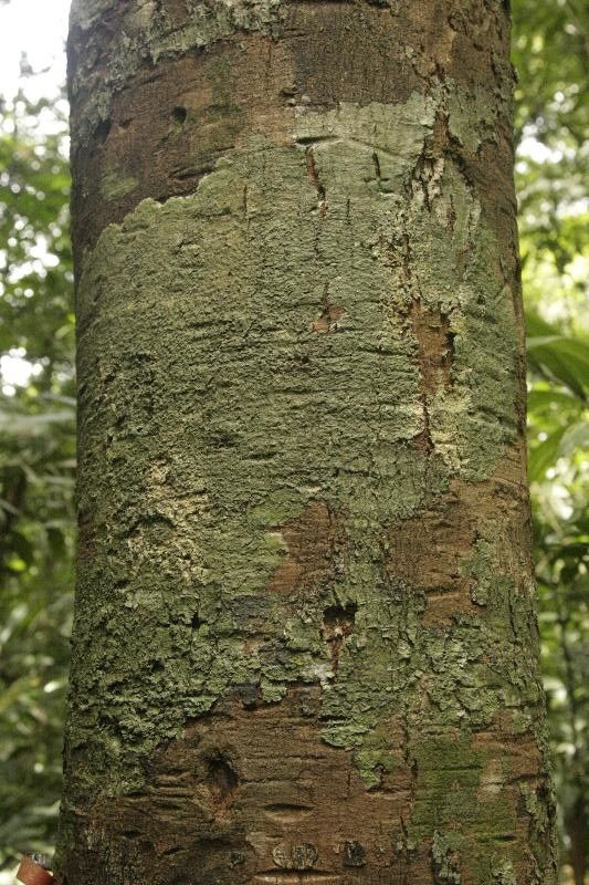 Byrsonima laevigata — houseplant care guide