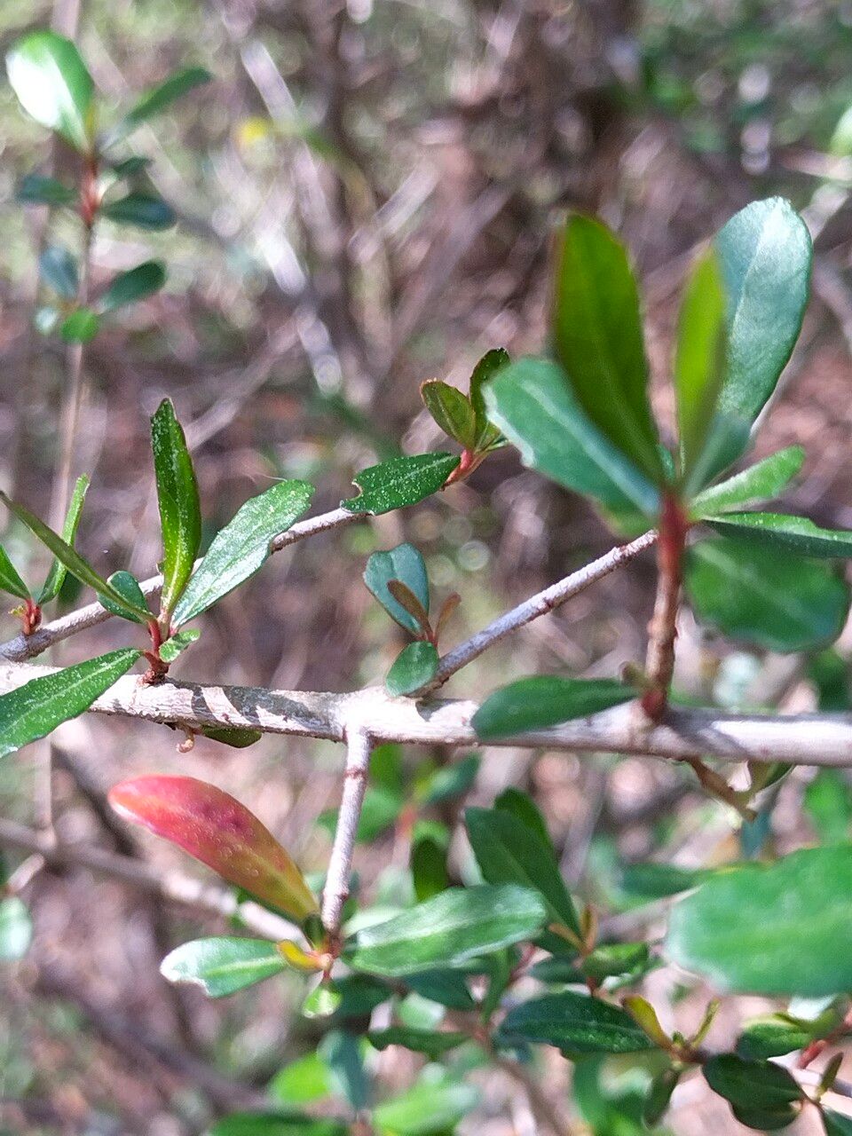 Viburnum obovatum bark